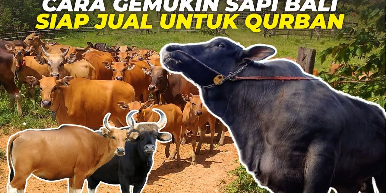 Cara Merawat Sapi Qurban Agar Cepat Gemuk Dan Siap Idul Adha