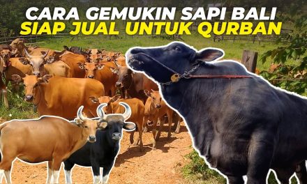 Cara Merawat Sapi Qurban Agar Cepat Gemuk Dan Siap Idul Adha