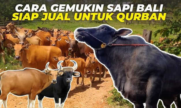 Cara Merawat Sapi Qurban Agar Cepat Gemuk Dan Siap Idul Adha