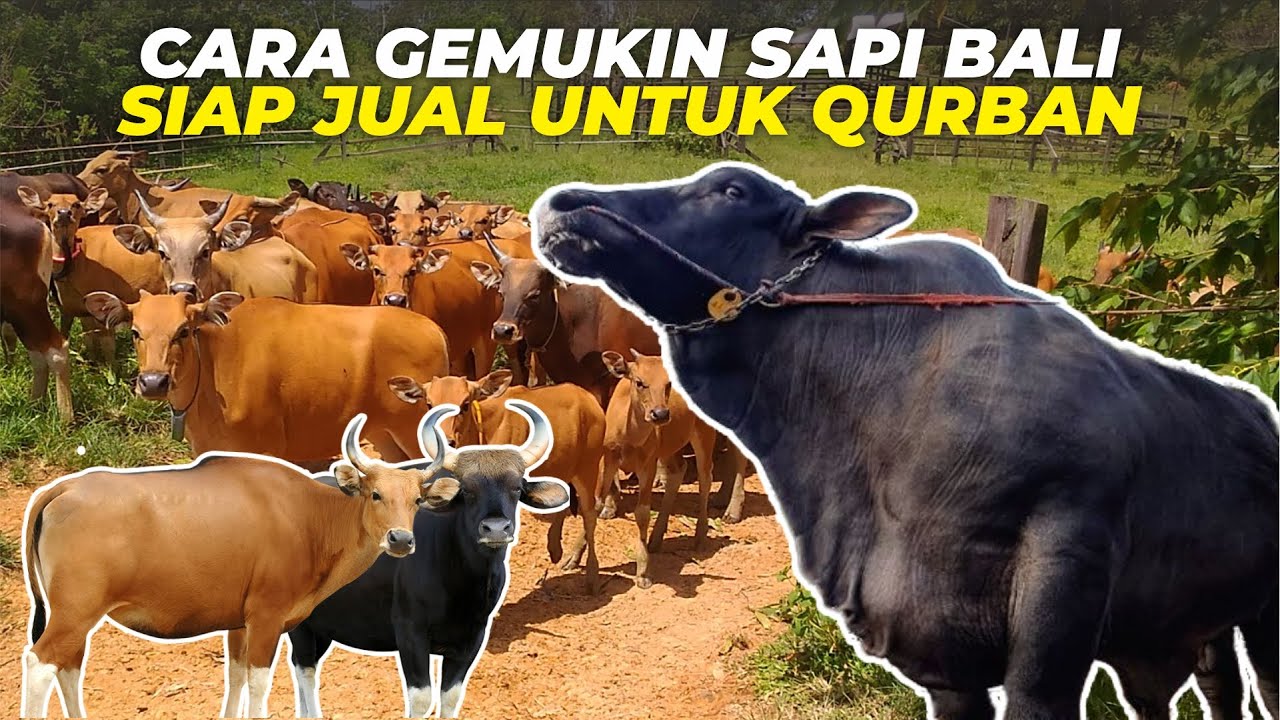 Cara Merawat Sapi Qurban