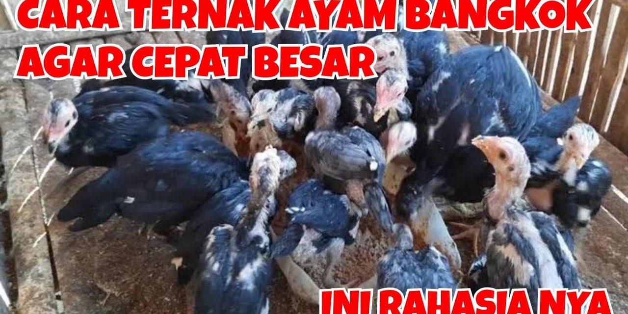 7 Langkah Mudah Ternak Ayam Bangkok Bagi Pemula