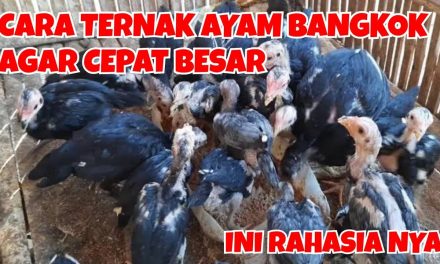 7 Langkah Mudah Ternak Ayam Bangkok Bagi Pemula