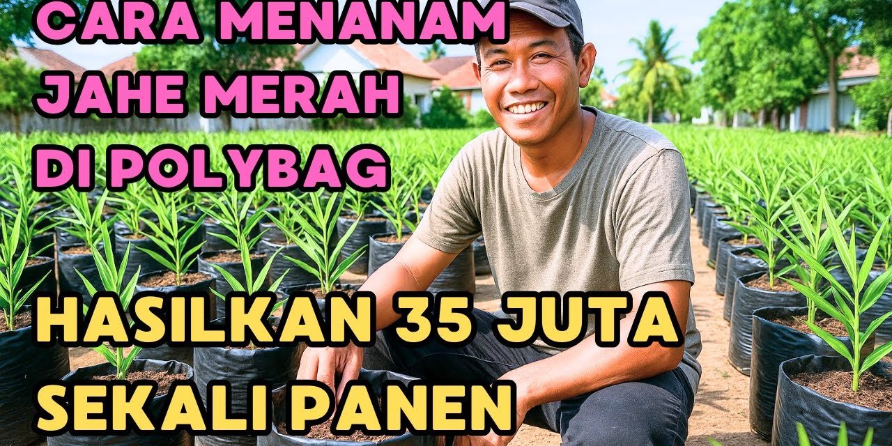 Cara Budidaya Jahe Merah Di Polybag, Solusi Berkebun Di Rumah