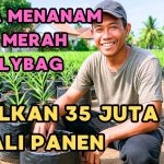Cara Budidaya Jahe Merah Di Polybag, Solusi Berkebun Di Rumah