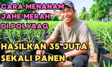 Cara Budidaya Jahe Merah Di Polybag, Solusi Berkebun Di Rumah