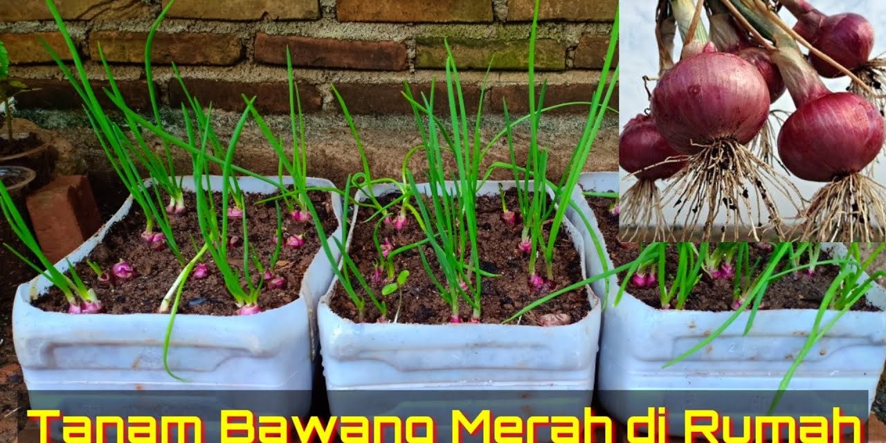 Bawang Merah Di Pot Vertikal: 7 Panduan Untuk Lahan Sempit