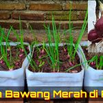Bawang Merah Di Pot Vertikal: 7 Panduan Untuk Lahan Sempit