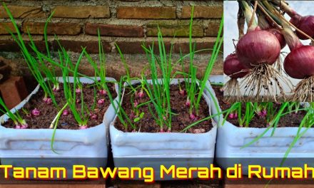 Bawang Merah Di Pot Vertikal: 7 Panduan Untuk Lahan Sempit