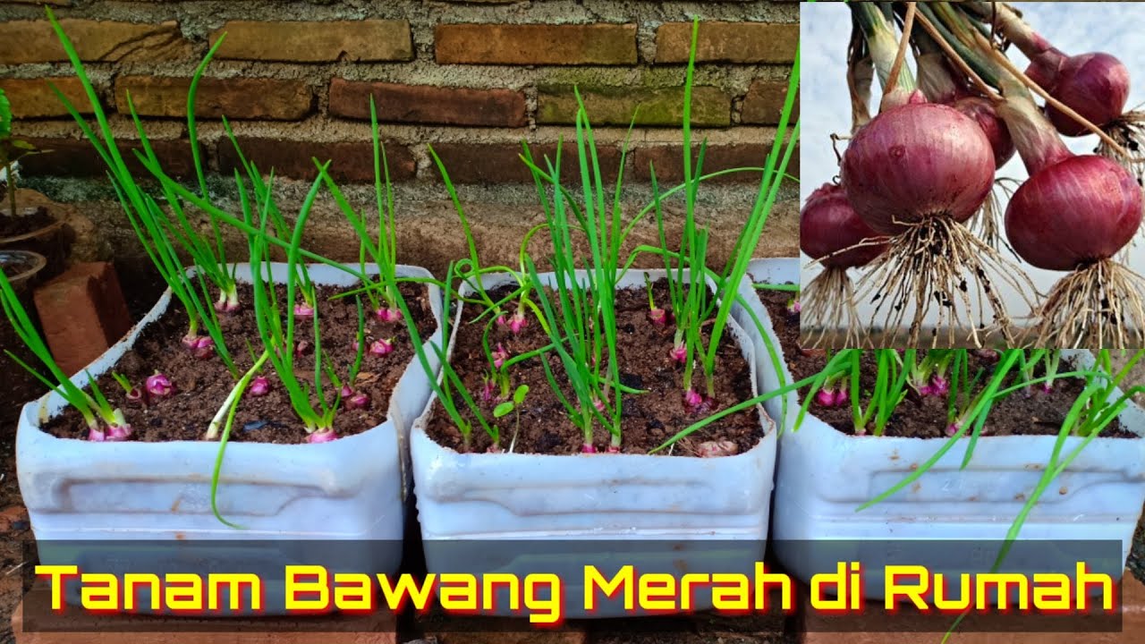 Bawang Merah Di Pot