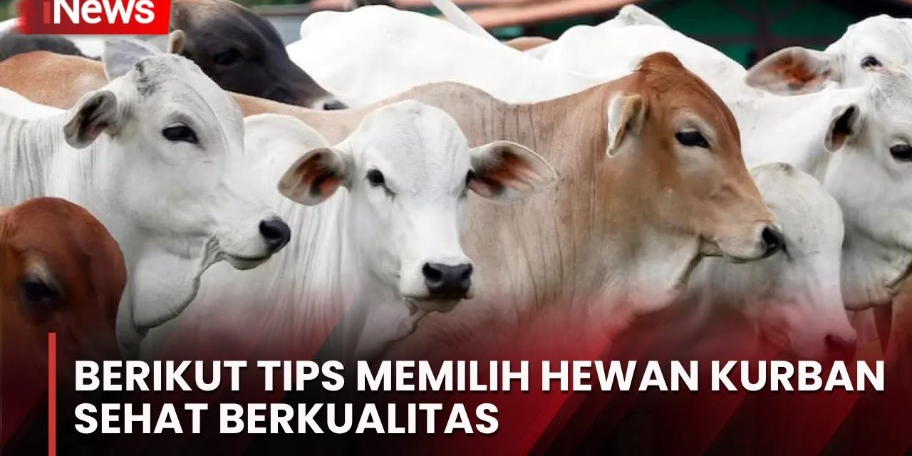 Panduan Praktis Memilih Sapi Kurban Sehat Sesuai Syariat Islam