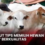 Panduan Praktis Memilih Sapi Kurban Sehat Sesuai Syariat Islam