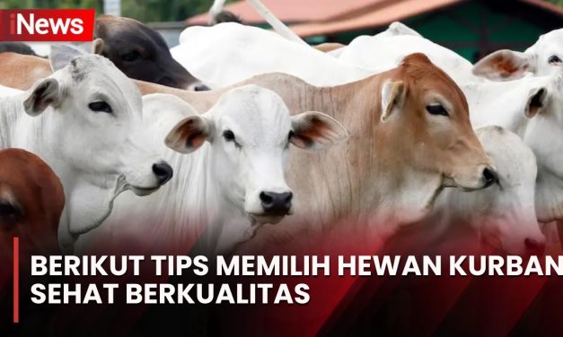 Panduan Praktis Memilih Sapi Kurban Sehat Sesuai Syariat Islam