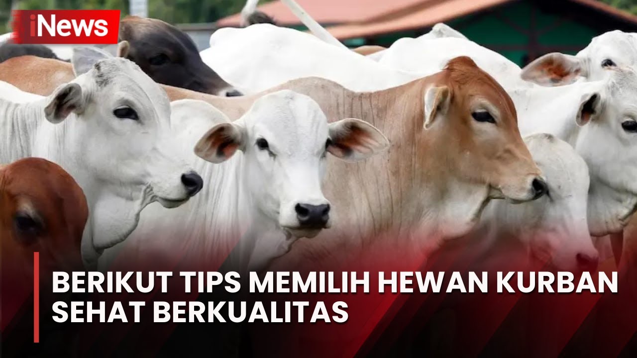 Panduan Praktis Memilih Sapi