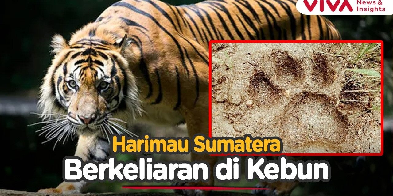 Penemuan Jejak Harimau Di Kebun Nanas Picu Khawatir Warga