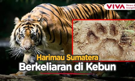 Penemuan Jejak Harimau Di Kebun Nanas Picu Khawatir Warga