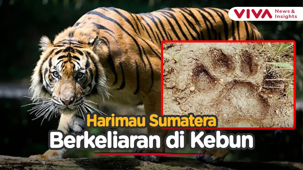 Penemuan Jejak Harimau